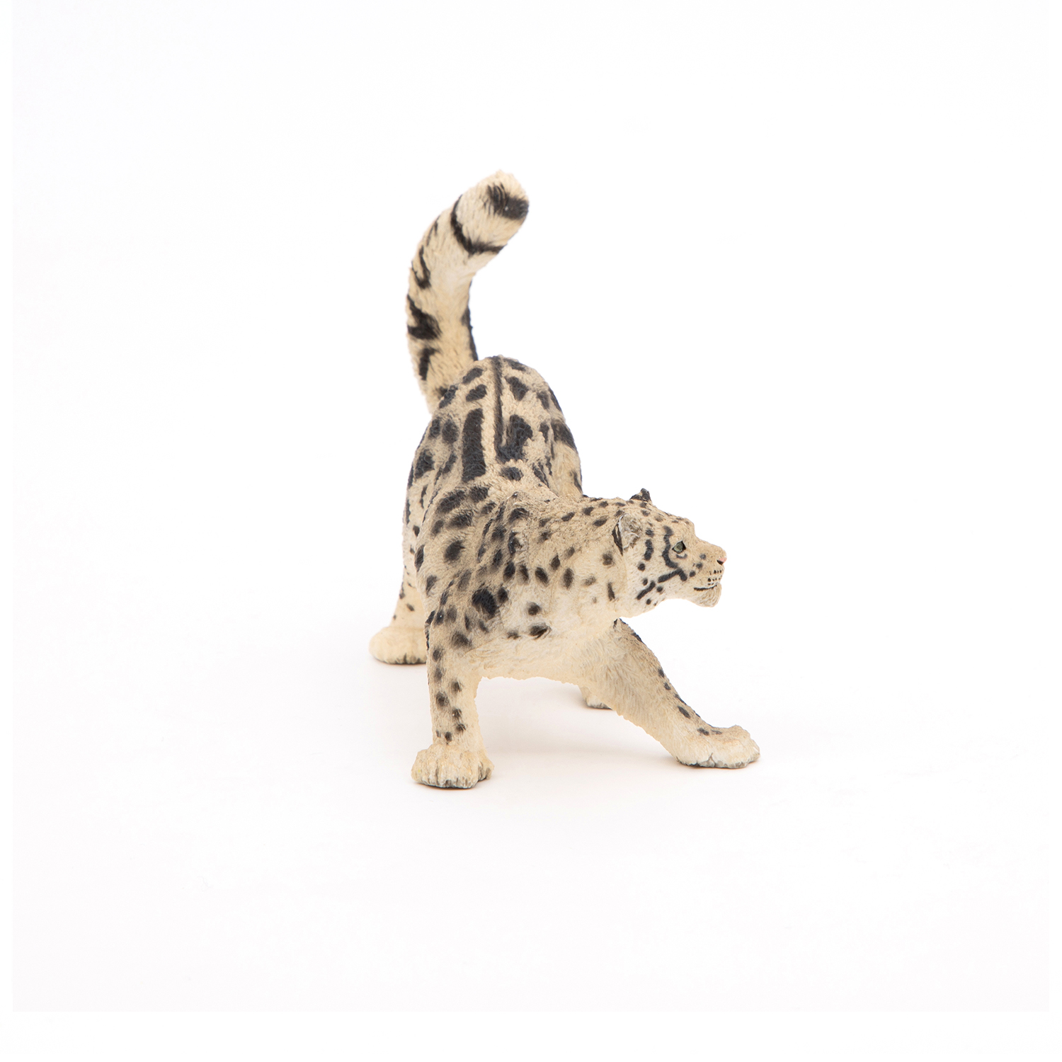 SNĚŽNÝ LEOPARD