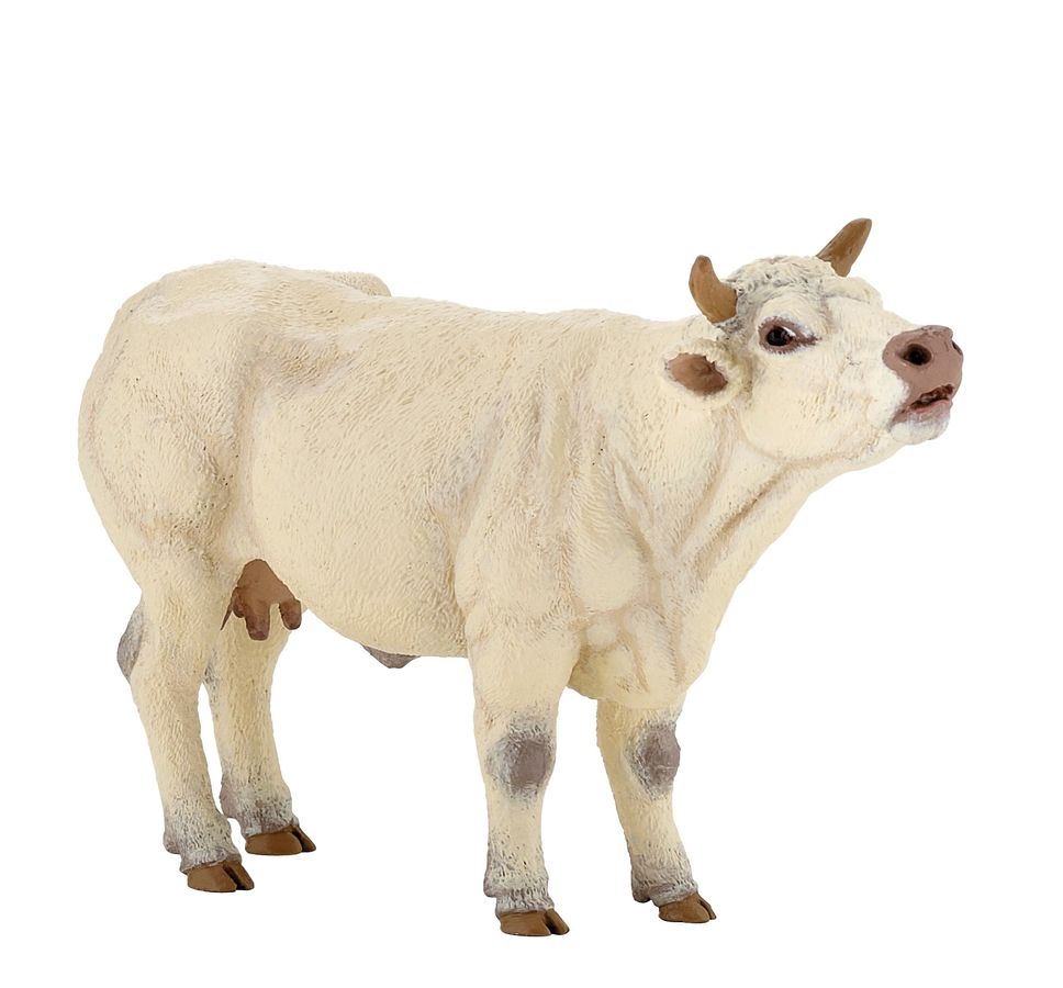 KRÁVA CHAROLAIS