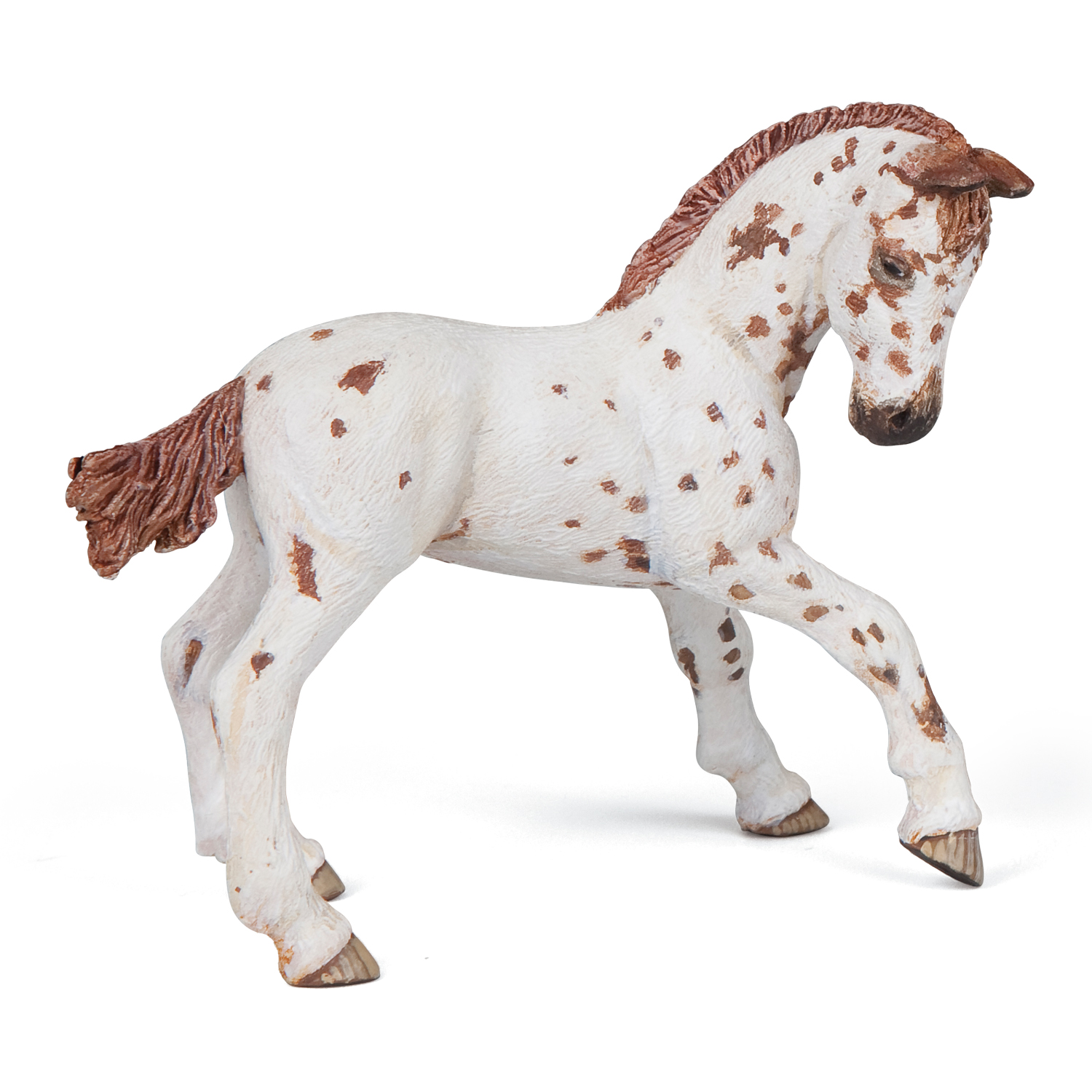 APALOOSA MLÁDĚ