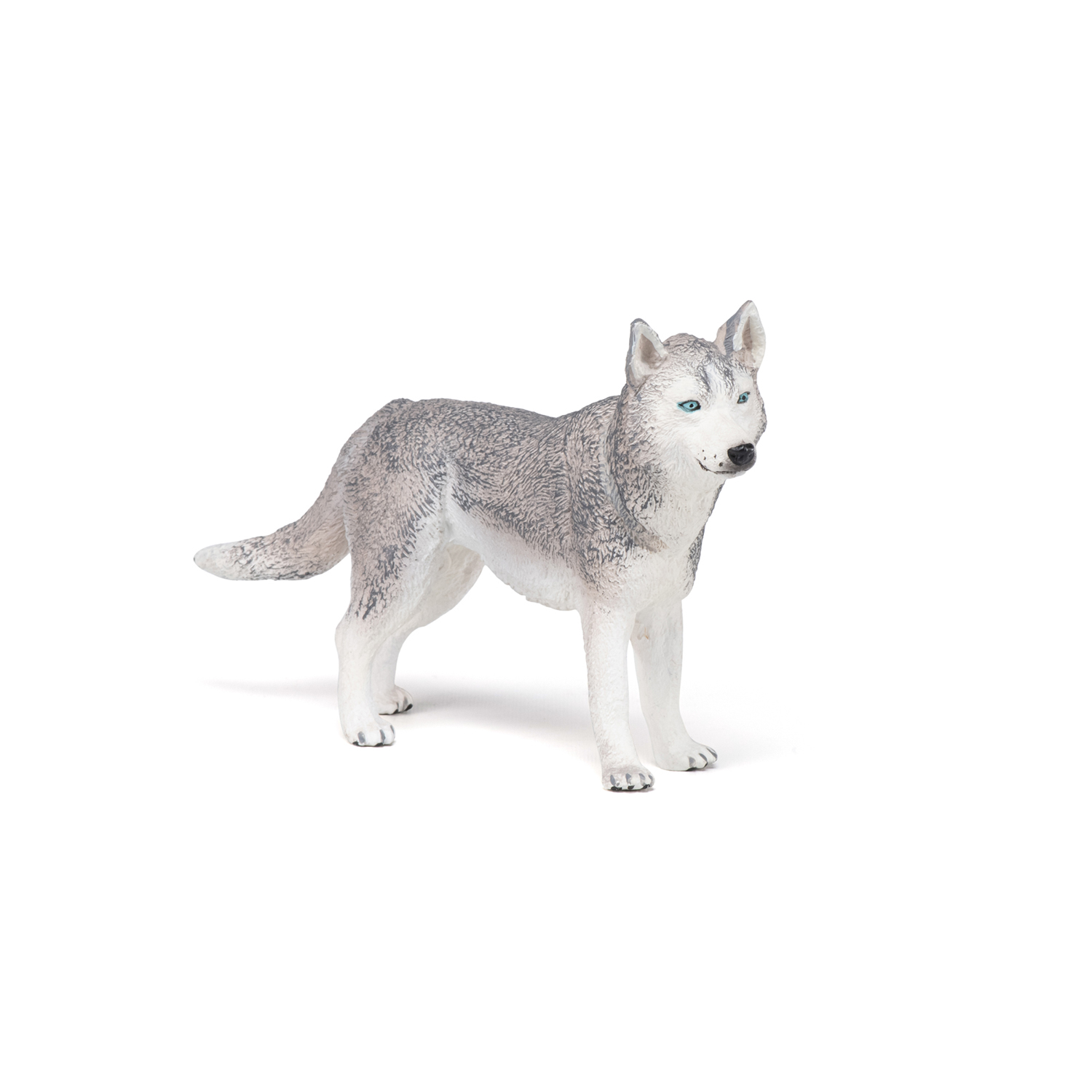 HUSKY SIBIŘSKÝ