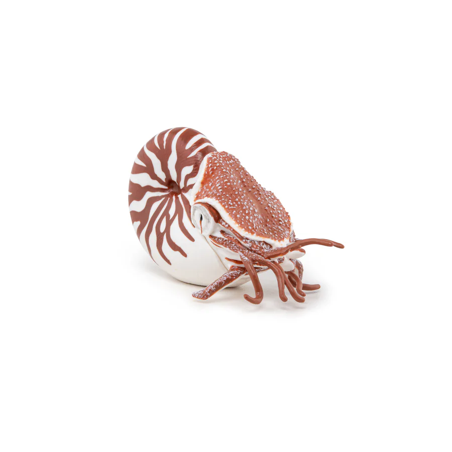 Nautilus