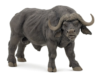 BUVOL AFRICKÝ